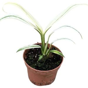 Amplissimum White Variegata