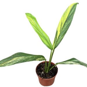 Amplissimum Aurea Variegata