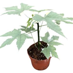 Cnidoscolus Aconitifolius Variegata