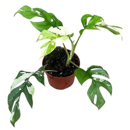 Rhaphidophora Tetrasperma Variegata