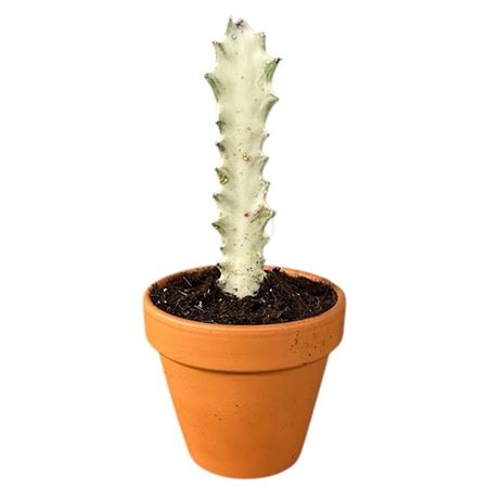 Euphorbia Lactea White Ghost