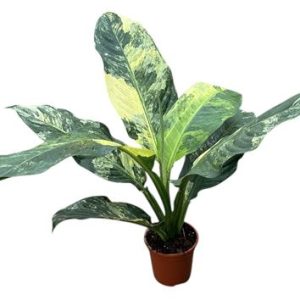 Dieffenbachia Big Ben
