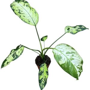 Dieffenbachia Yellow Star