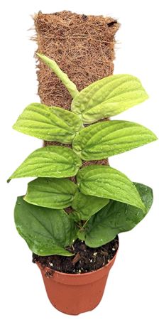 Rhaphidophora Korthalsii Aurea