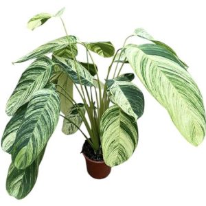 Растения предзаказ до 08.04.26 ч2