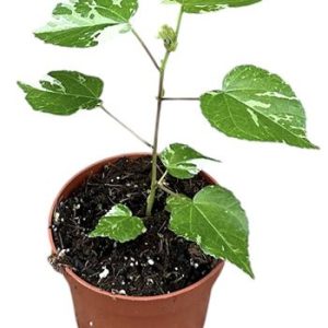 Hibiscus Variegata