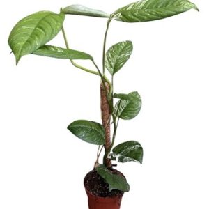 Rhaphidophora Puberula Variegata