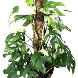 Rhaphidophora Tetrasperma Variegata