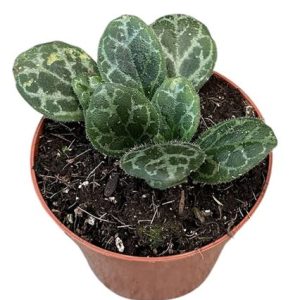 Primulina Yungfuensis