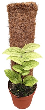 Rhaphidophora Korthalsii Marble Aurea