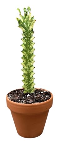 Euphorbia Lactea Variegata