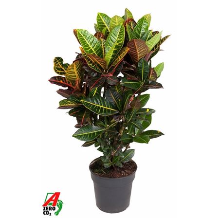 Codiaeum Petra Branched
