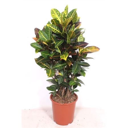 Codiaeum Petra Branched