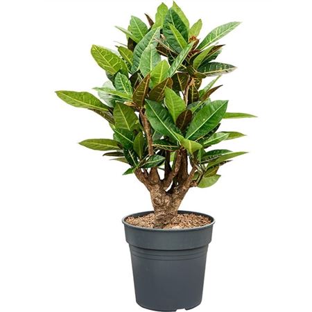 Codiaeum Petra Branched