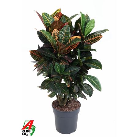 Codiaeum Petra Branched