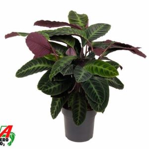 Calathea Warcewiczii