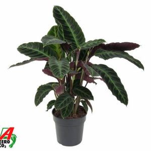 Calathea Warscewiczii
