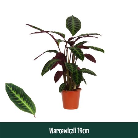 Calathea Warcewiczii