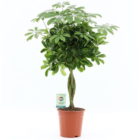 Schefflera Nora Twisted Stem