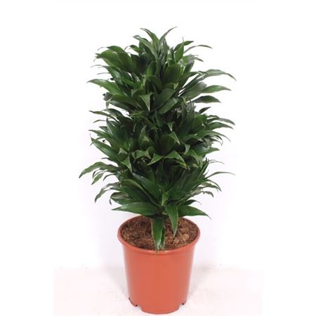 Drac Compacta Branched