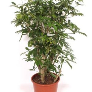 Schefflera Compacta Bush