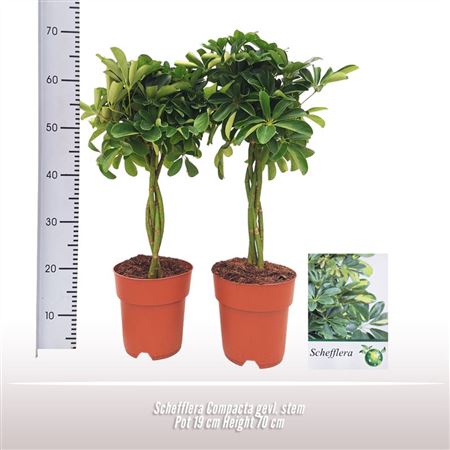 Schefflera Compacta Twisted Stem
