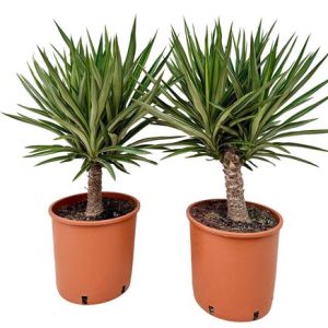 Yucca Elephantipes Elmilia