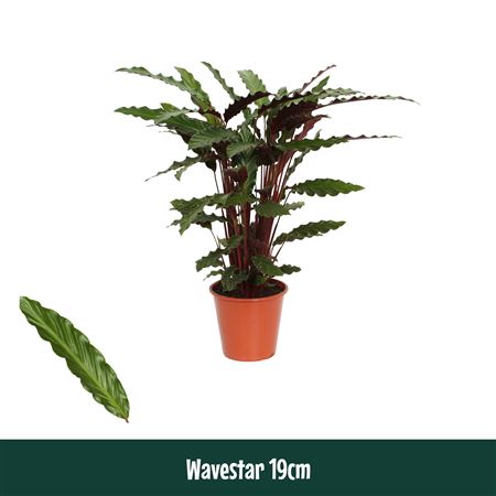 Calathea Wavestar