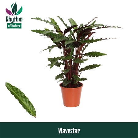 Calathea Wavestar Rhythm Of Nature