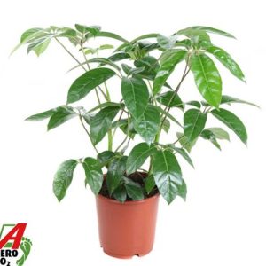 Schefflera Amata 2pp