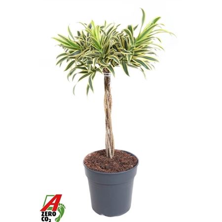 Drac Song Of India Twisted Stem