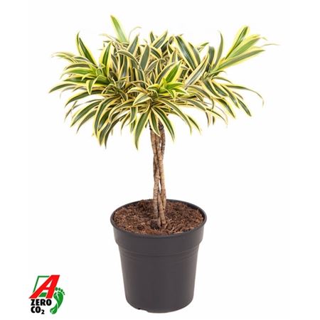 Drac Song Of India Twisted Stem