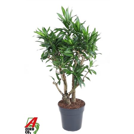 Drac Song Of Jamaica Branched