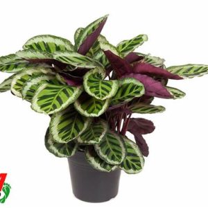 Calathea Angela