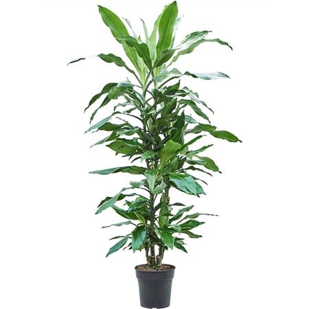 Drac Fragrans Burundii