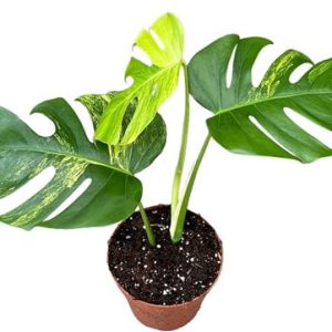 Monstera Deliciosa Aurea