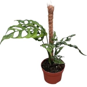 Monstera Obliqua Peru