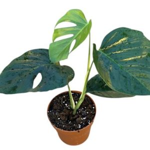 Monstera Sierrana