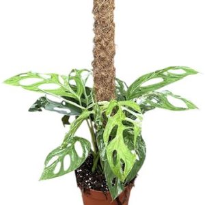 Monstera Adansonii Indonesian Marble