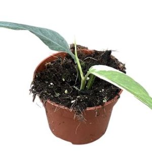 Epipremnum Pinnatum Ghostie