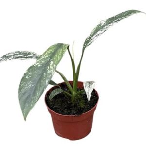 Epipremnum Giganteum Marble Variegata