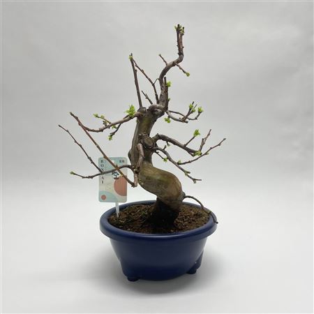 Bonsai Pseudocydonia