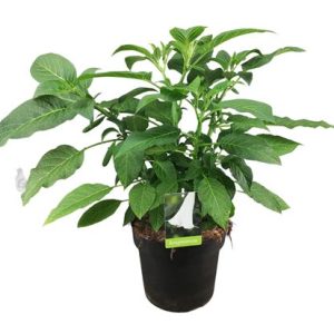 Brugmansia Busch White