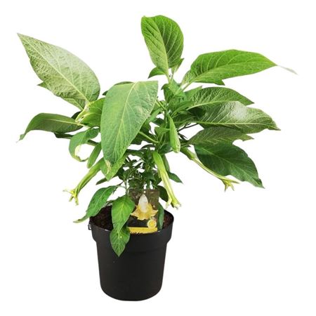 Brugmansia Busch Yellow