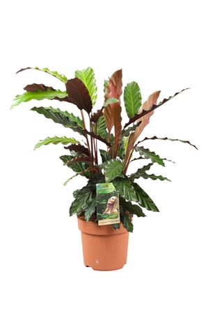 Calathea Rufibarba
