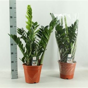 Zamioculcas 6+
