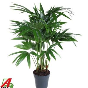 Livistona Chinensis