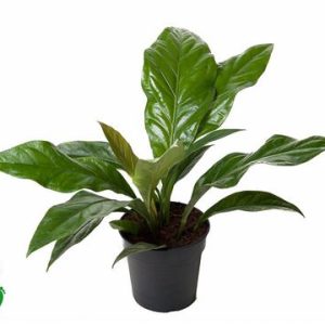 Anthurium Jungle Bush 1pp