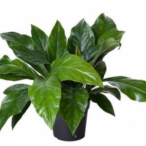 Anthurium Jungle Bush 2pp