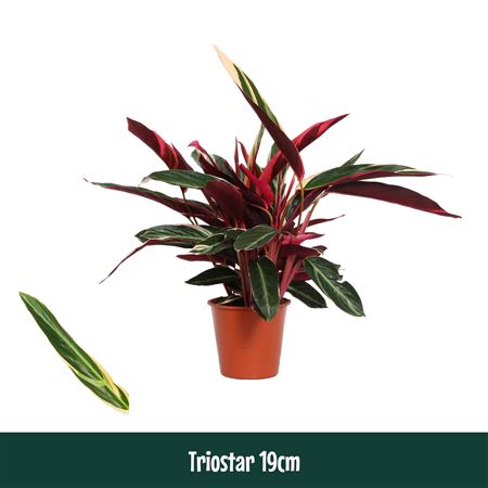 Calathea Triostar